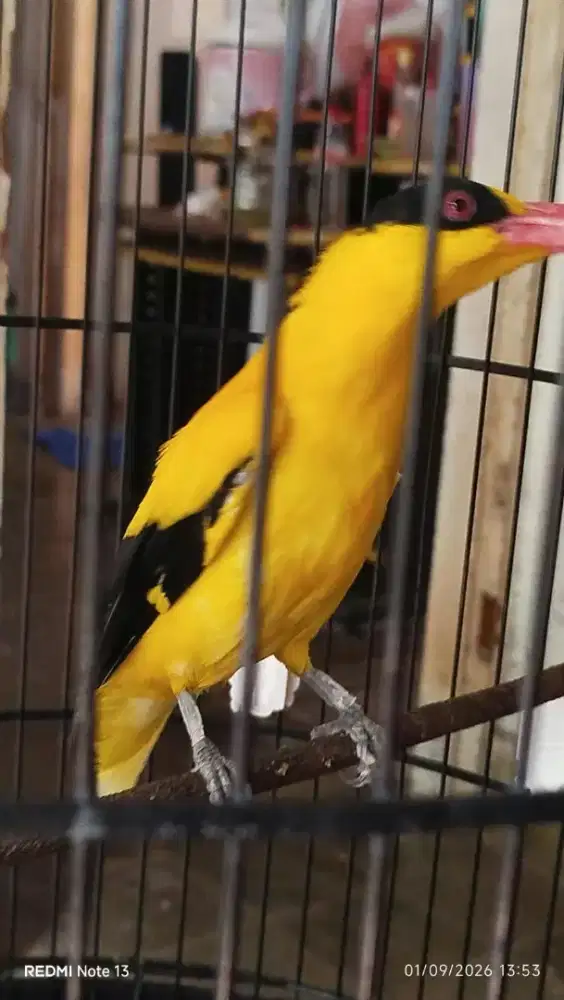 burung kepodang sumbawa gacor