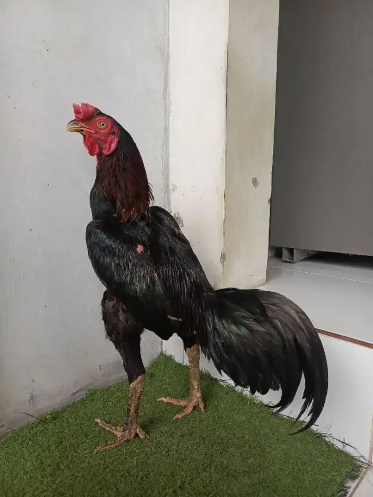 ayam Pama muda..