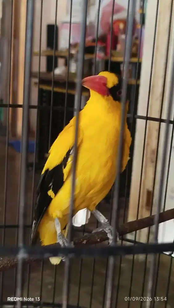 burung kepodang sumbawa gacor kaki uda nyisik