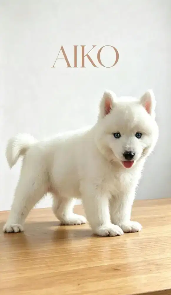 Jual husky putih betina