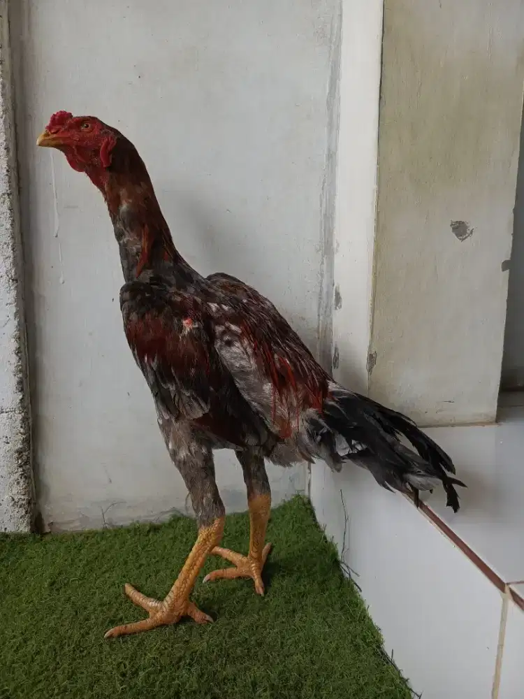 ayam Bangkok muda