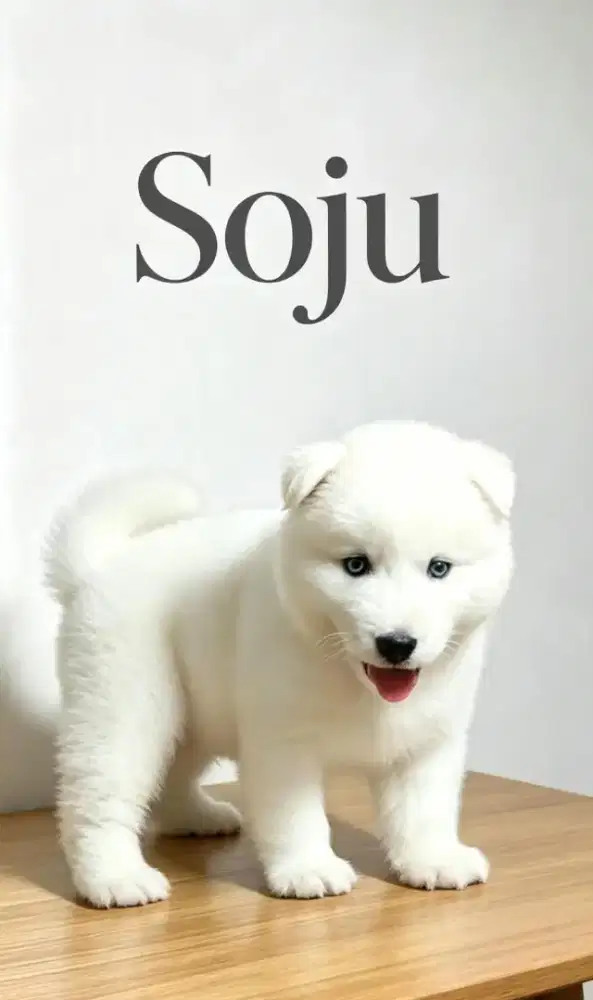 Jual husky putih jantan
