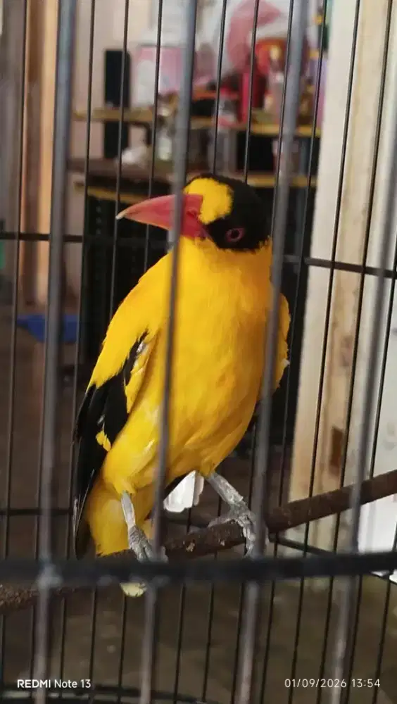 burung kapodang sumbawa gacor pagi siang malam