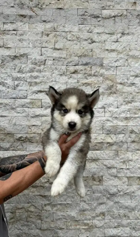 Jual husky jantan  cakep