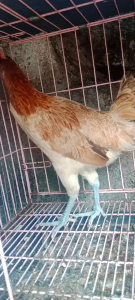 Ayam Peluang Babon