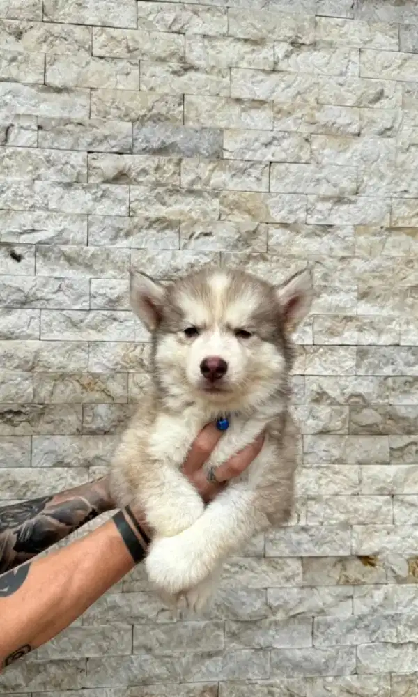 Jual husky jantan