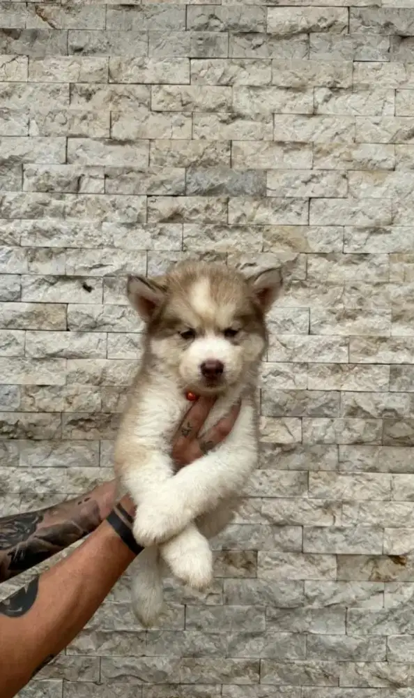Jual husky jantan