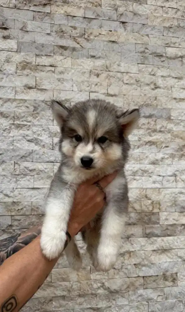 Jual husky jantan