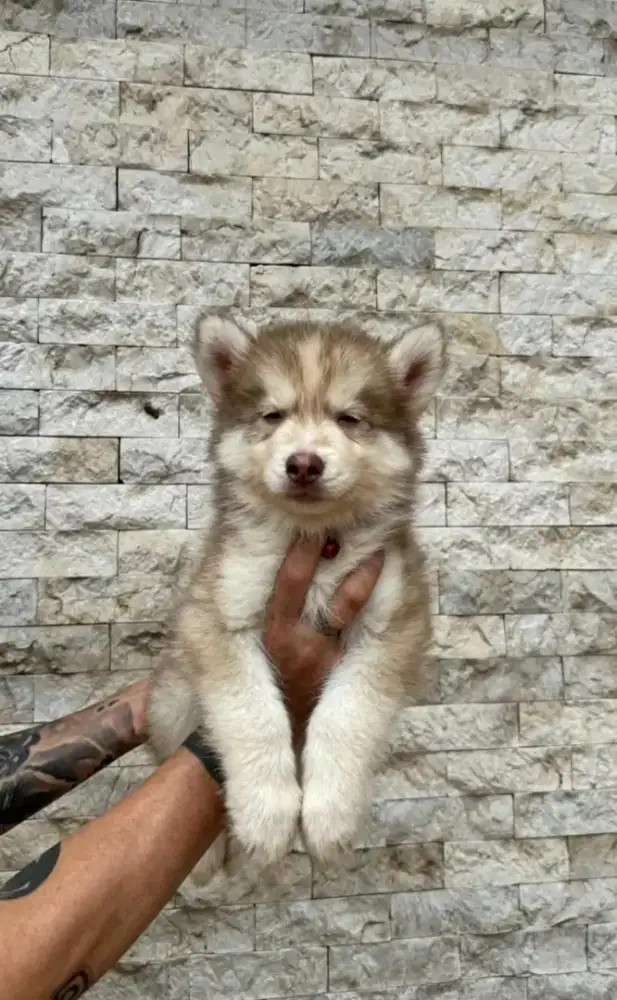 Jual husky jantan