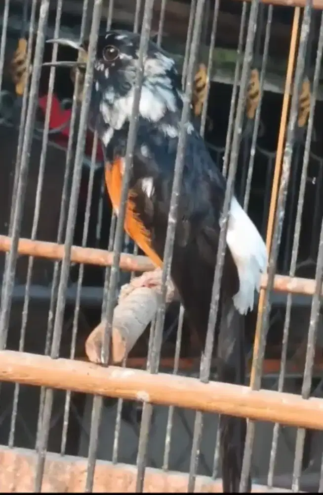 Murai jantan blorok extreme Gacor