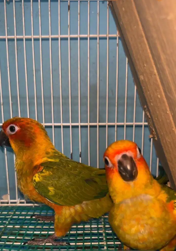Burung sunconure