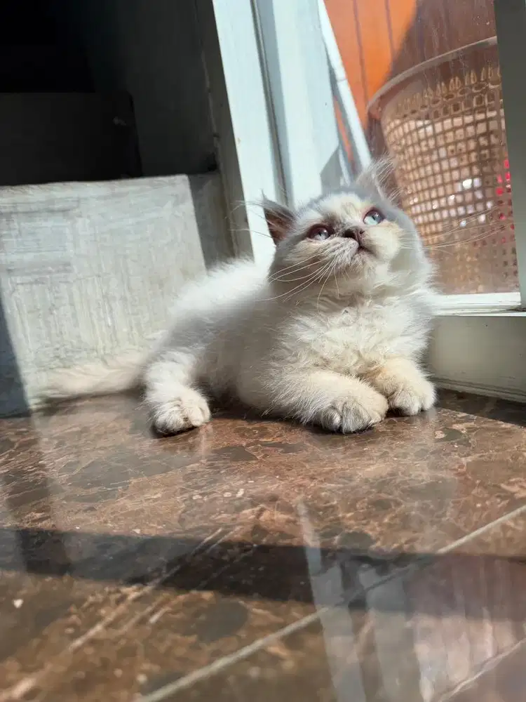 British Longhair Jantan 4 bln