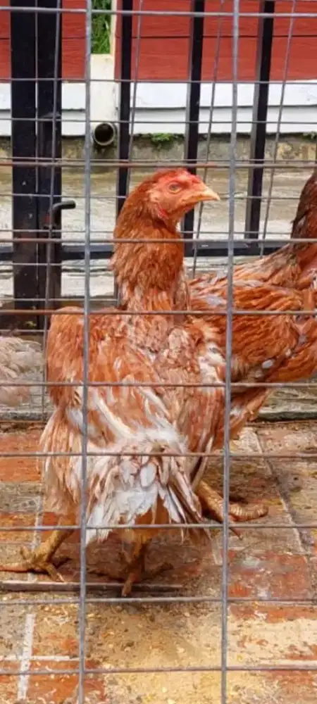 Biang ayam bangkok big