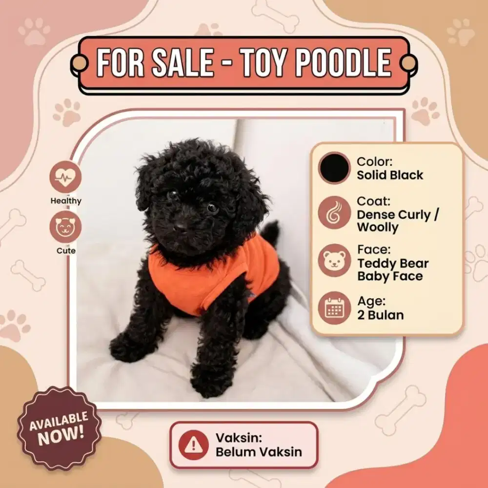 Toy Poodle Solid Black