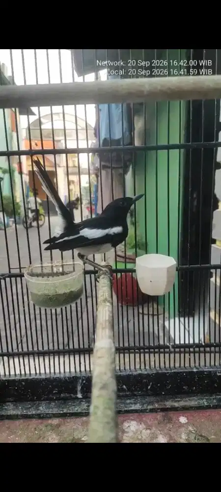 Kacer mulus buxi terus.vidio banyak tt/bt ok