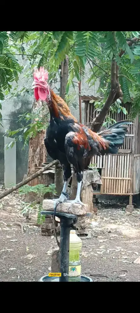 Ayam ketawa disco