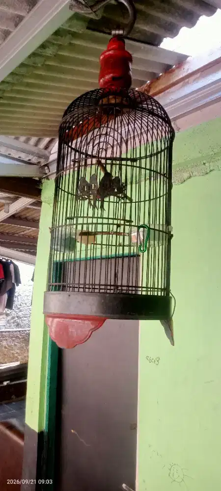 Burung prenjak Atas rawatan 1 tahun