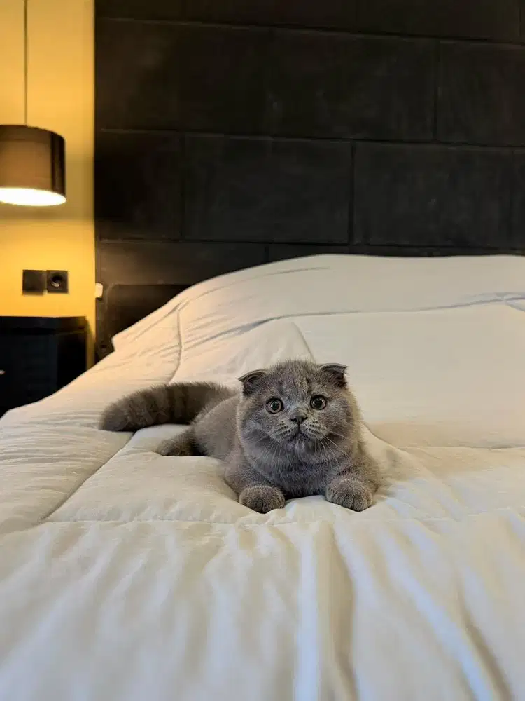Kucing Scottish Fold MALE & FEMALE BSH SF