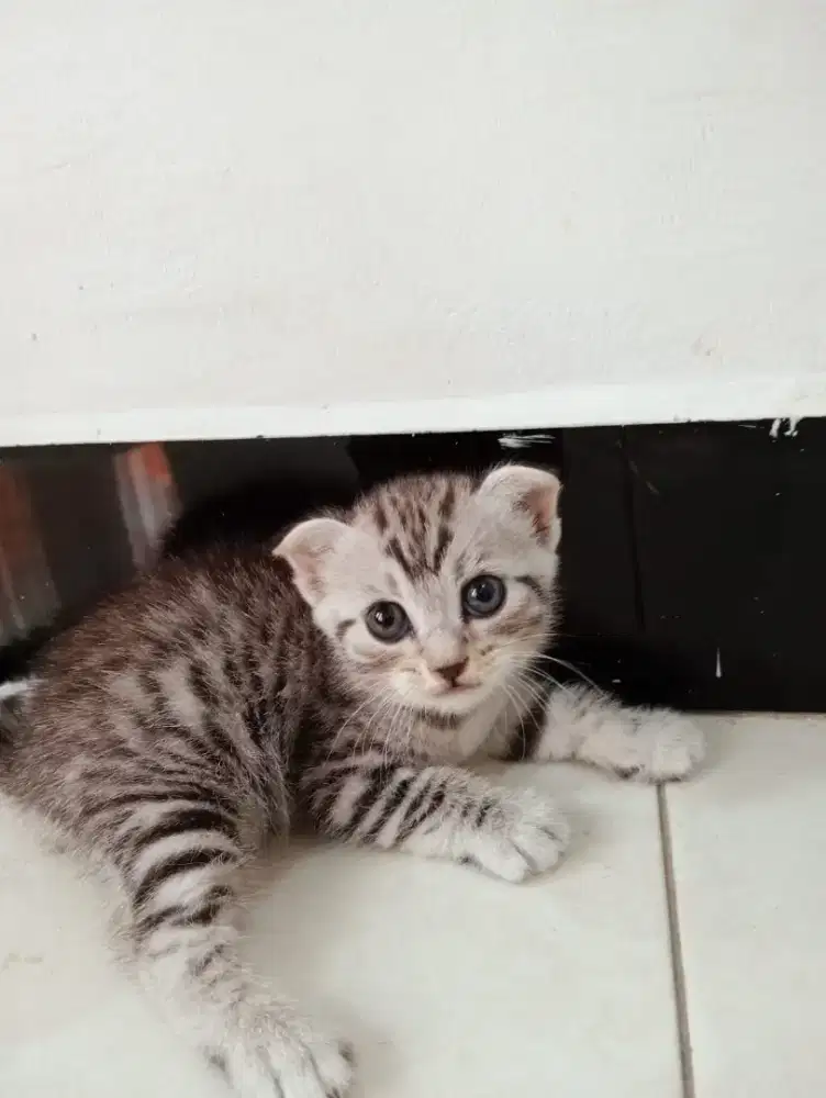 Kucing scotish fold