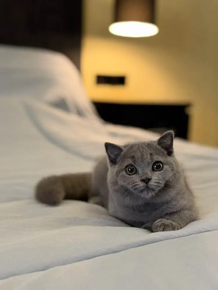 Kucing British Shorthair FEMALE BSH SF