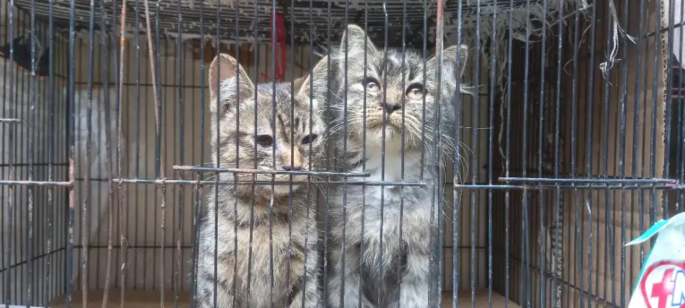 Dua ekor kucing