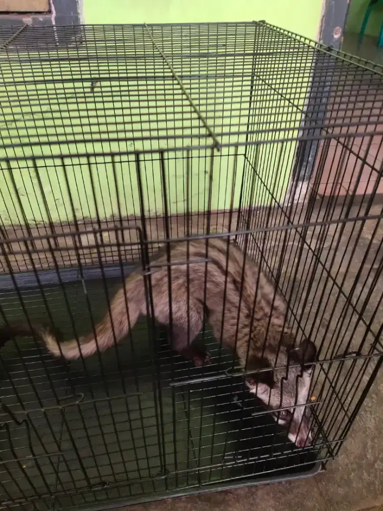 Dijual musang pandan