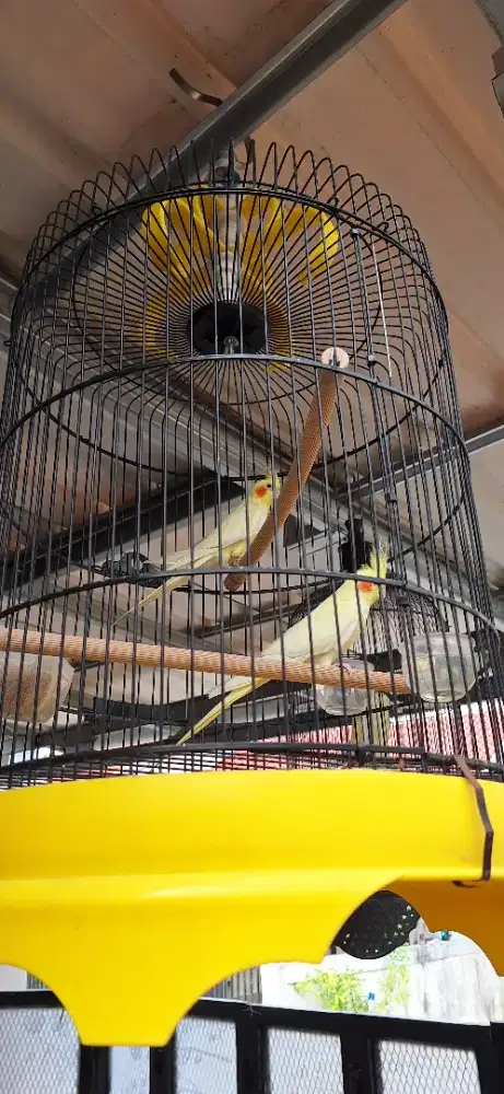 Falk mau dijual atau barter burung lain