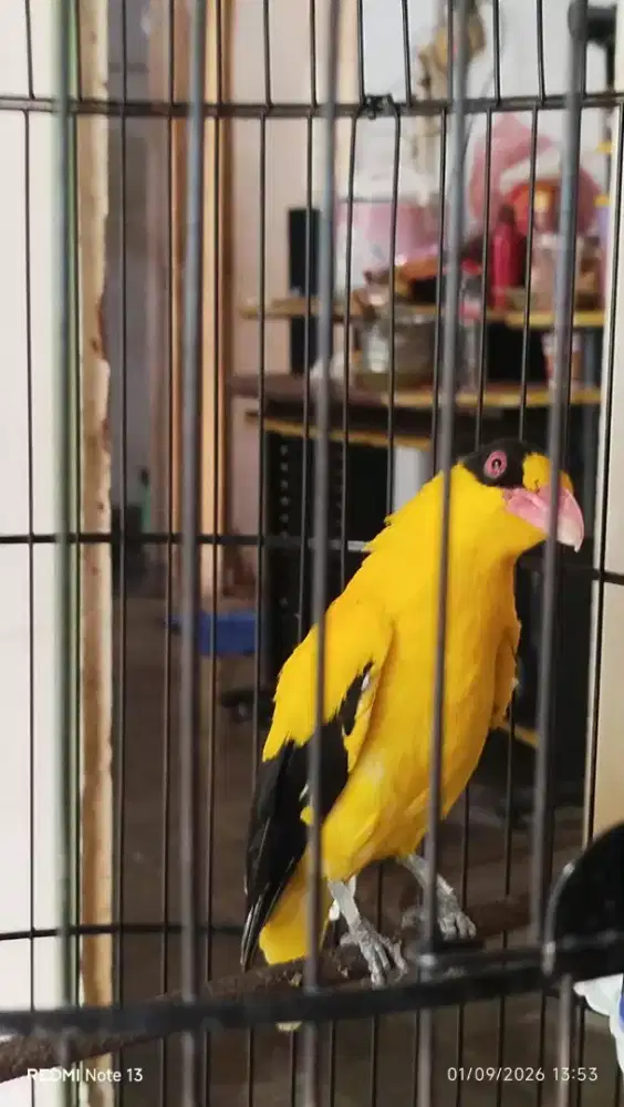 burung kepodang sumbawa jantan gacor rawatan 3 tahunan