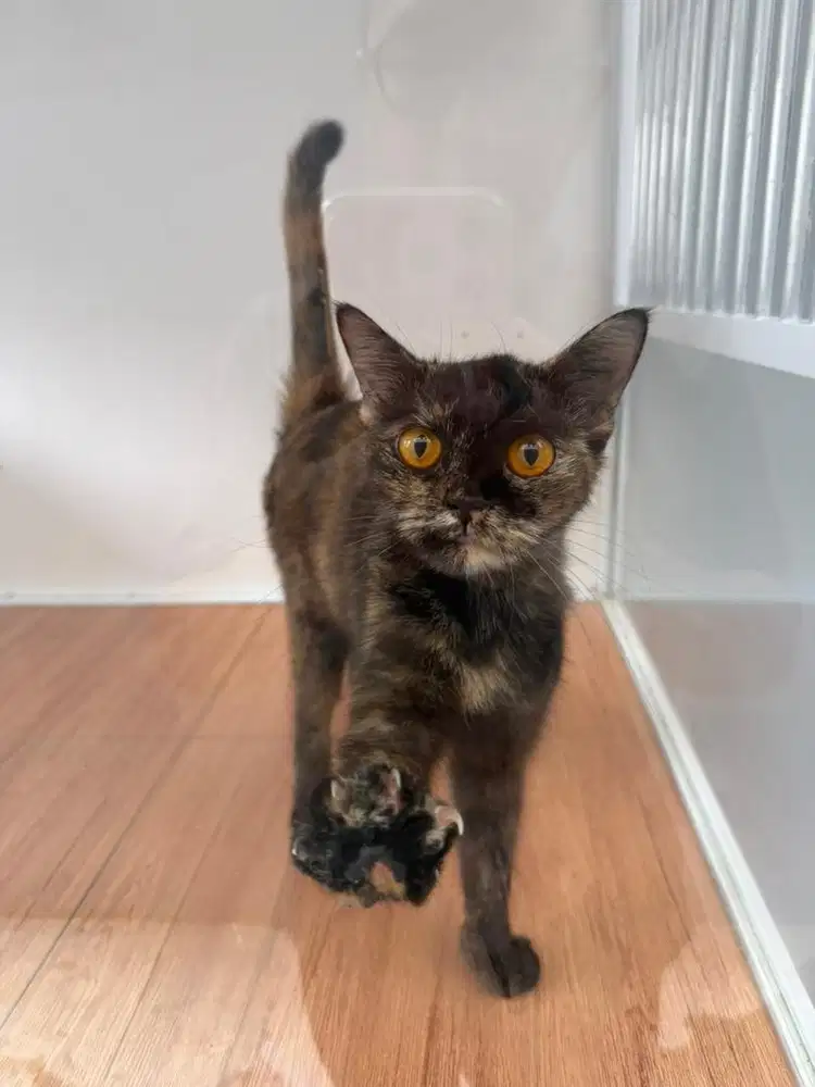 BSH black tortie