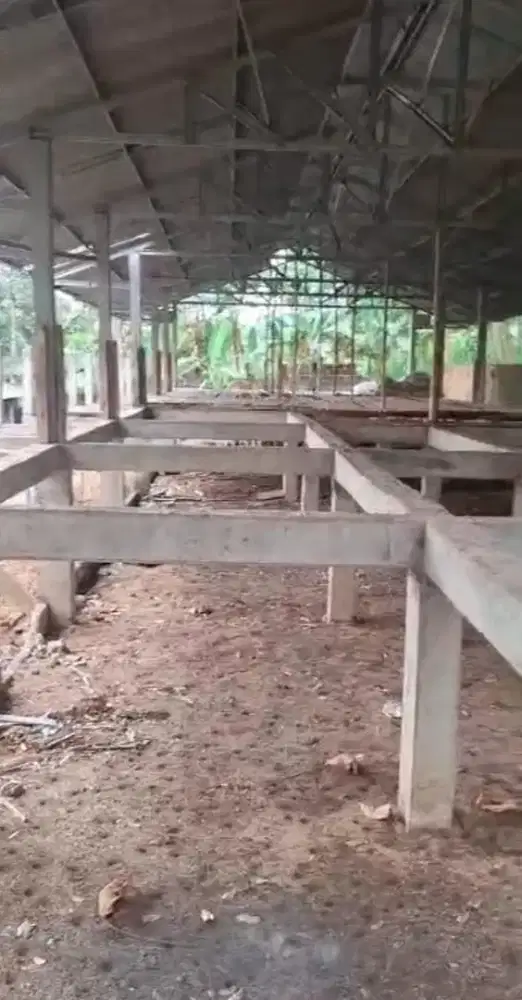 Eks Ternak Ayam Potong, Dawuhsengon- Purwodadi