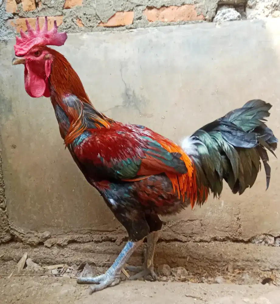 AYAM PELUNG JUMBO