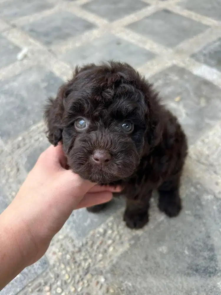 toy poodle choco betina