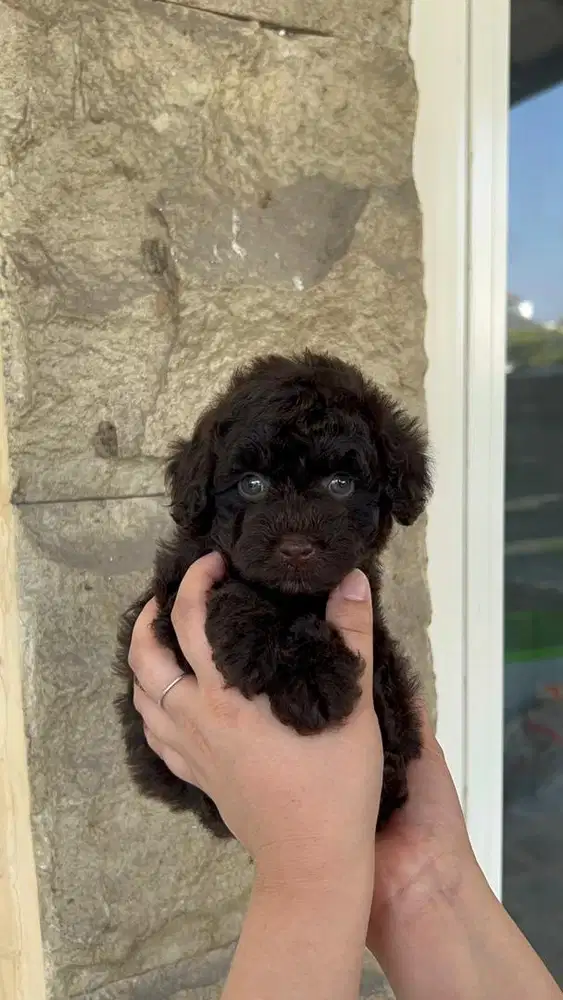 toy poodle choco betina