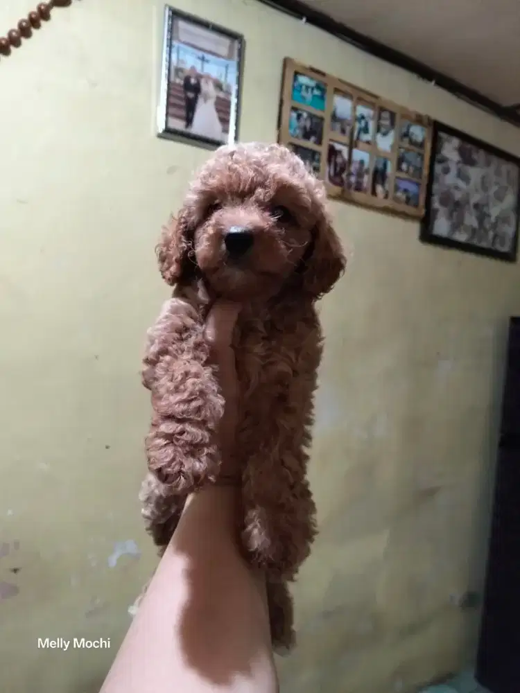 Toy poodle betina