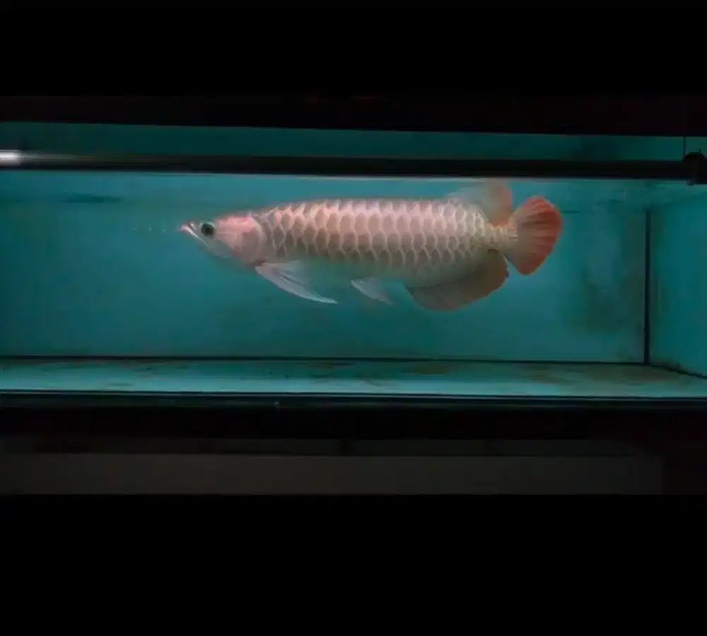 arowana sr spauk 50 cm