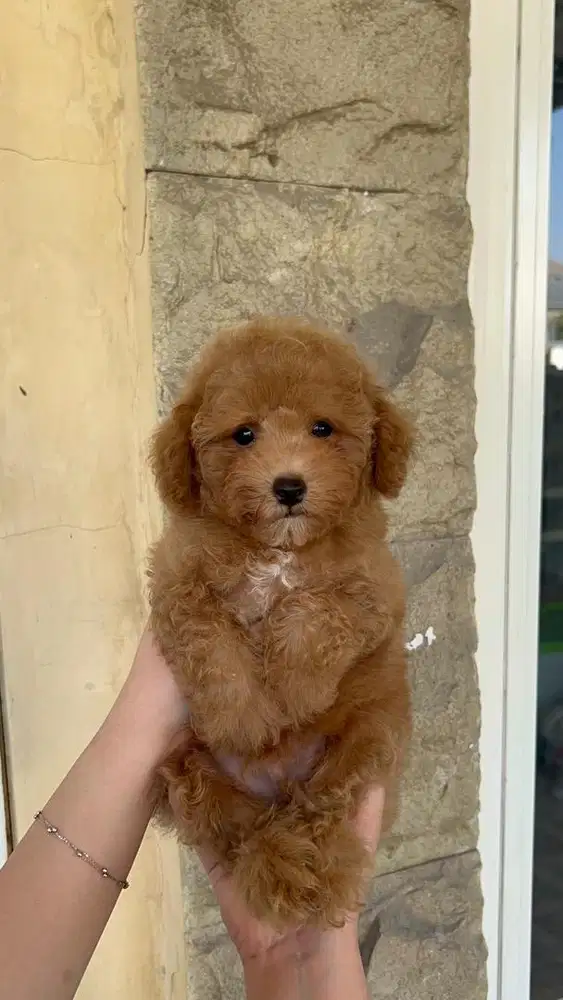toy poodle fawn male