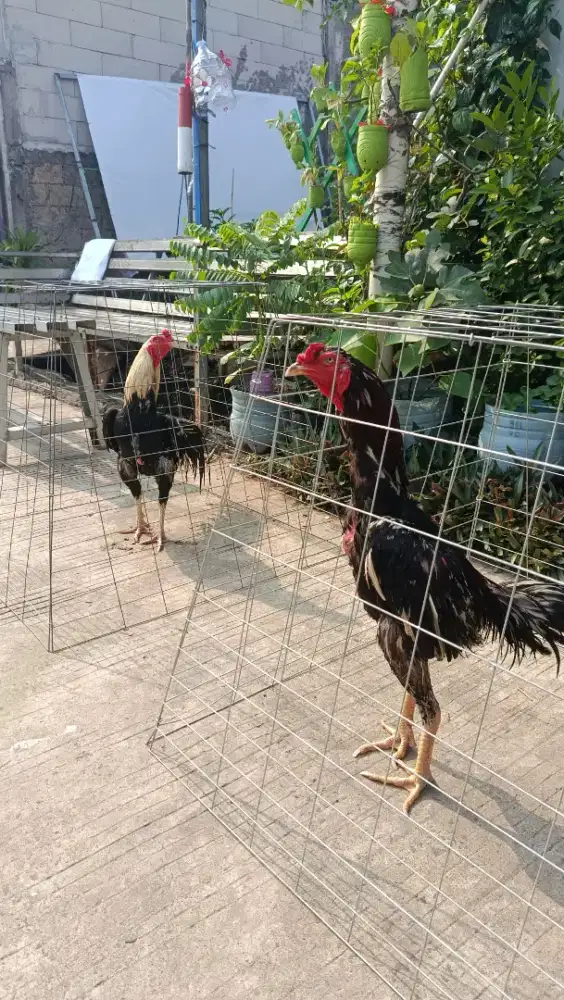 2 EKOR AYAM BANGKOK