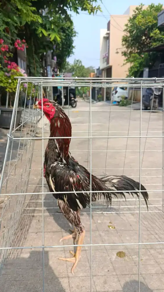 AYAM BK BRUMBUN USIA 7 BULAN