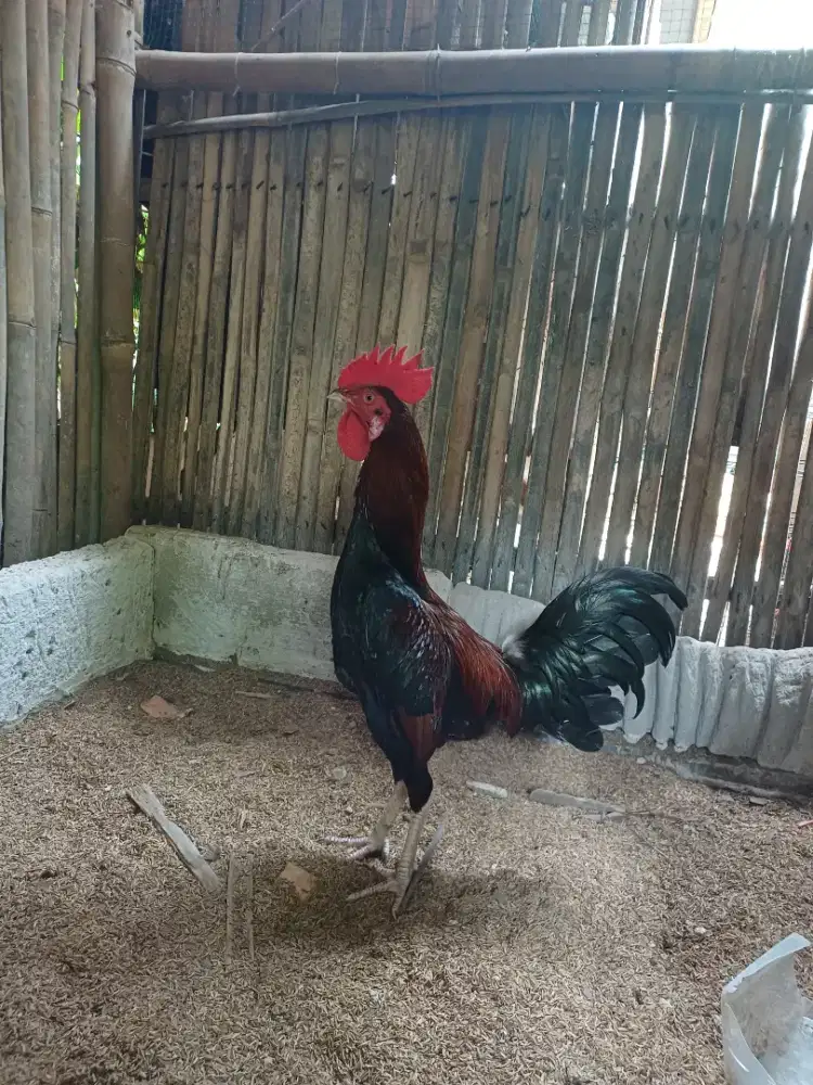 Ayam      kampung