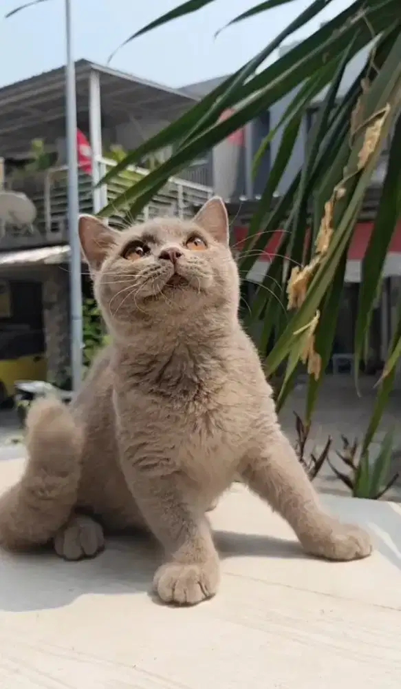 Kucing Bsh british shorthair