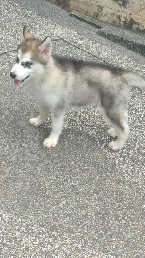 DIJUAL MURAH! SIBERIAN HUSKY BIG BONE