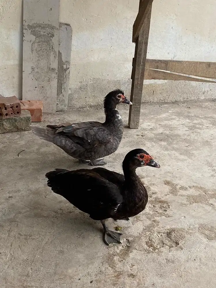 Serati entok bebek