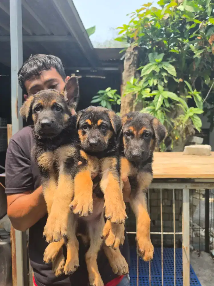 Herder puppy stambum