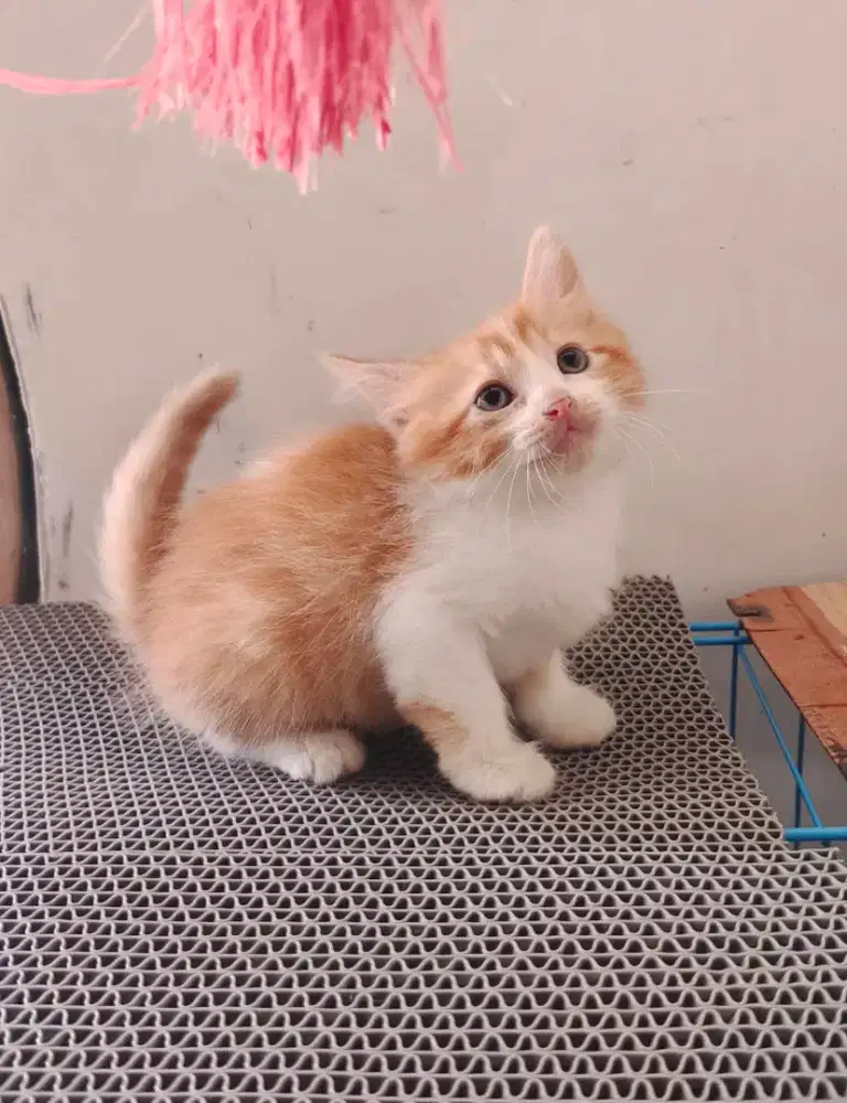 Kitten Kucing Persia