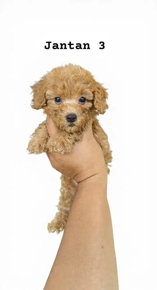 Red toy Poodle jantan betina