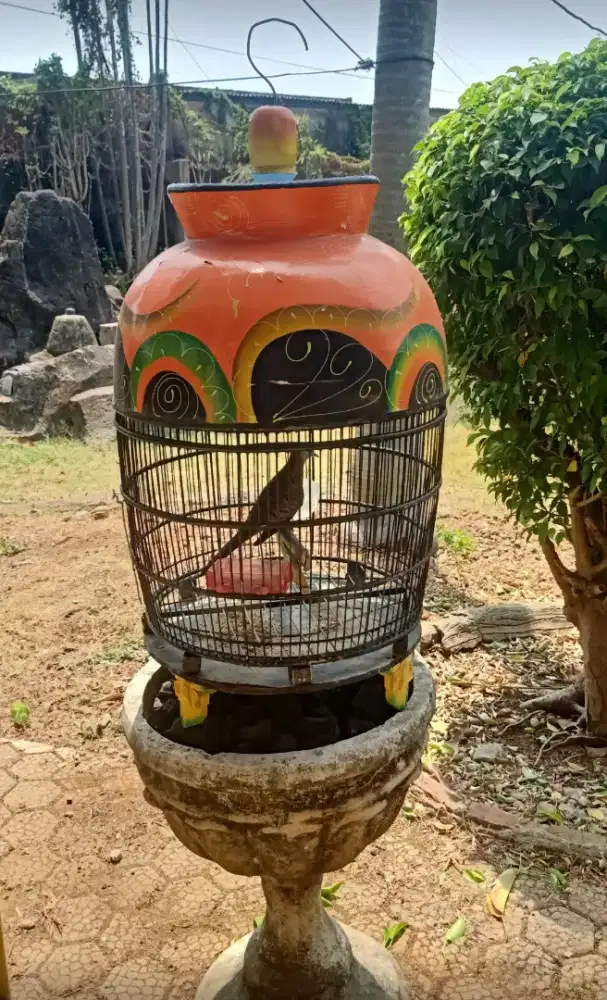 Burung Perkutut + Kandang