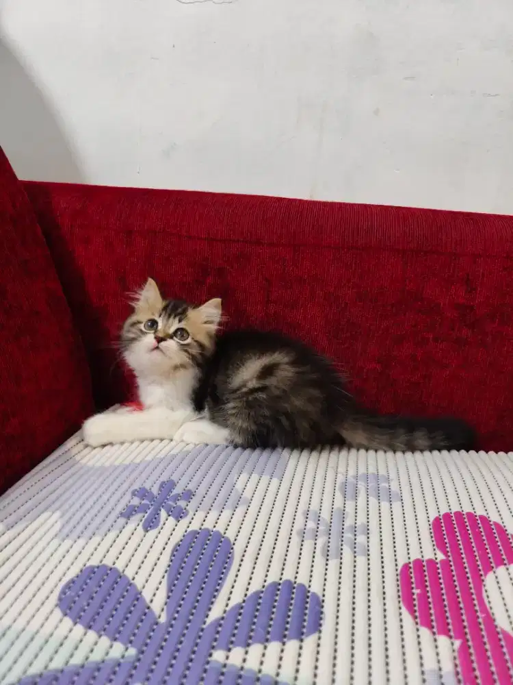 Kitten Persia betina