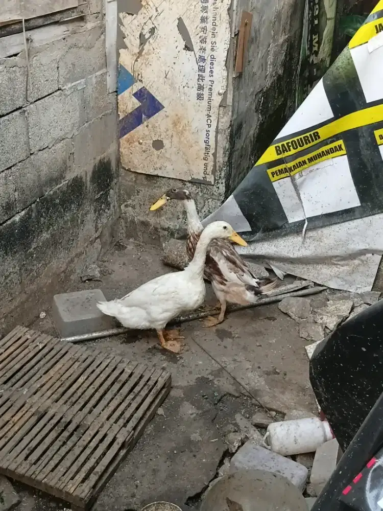 BEBEK PEKING 1 EKOR & BEBEK BIASA 1 EKOR