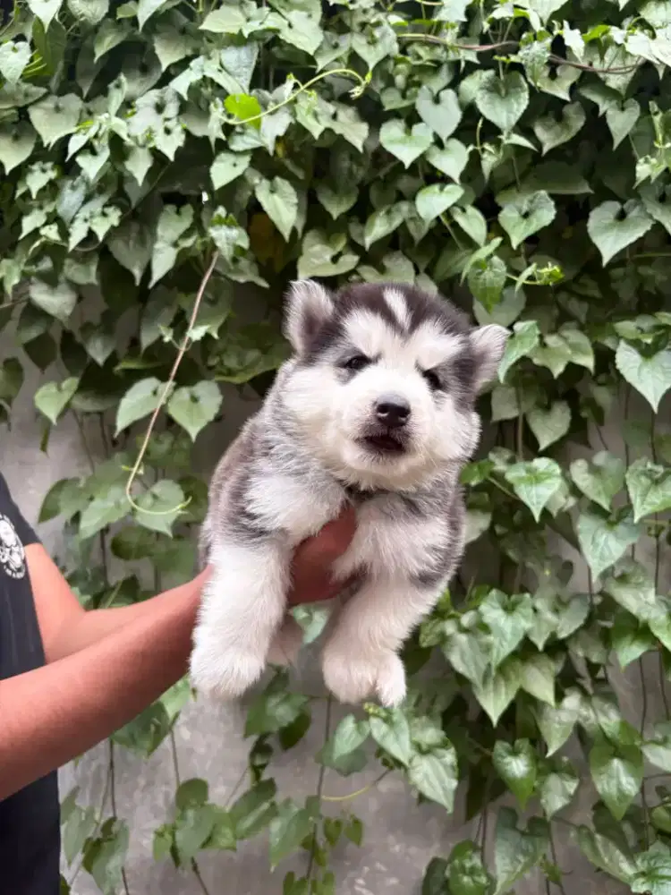 Husky abu 1 jantan 3 betina