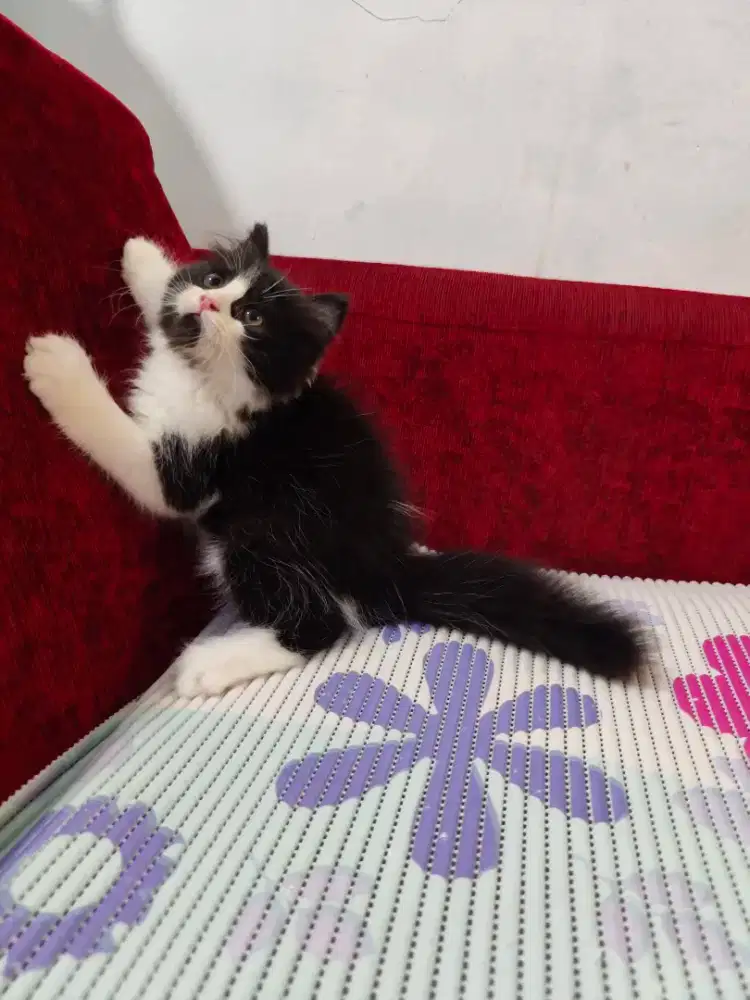 Kitten Persia jantan